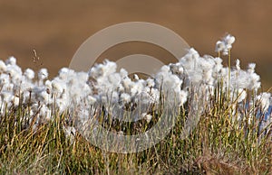 Beautiful white flowers od cottongrass