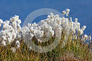 Beautiful white flowers od cottongrass photo