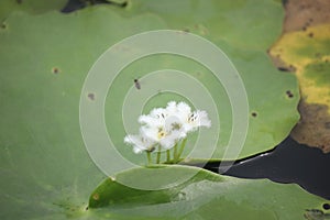 Beautiful white flowers pistil yellow flower