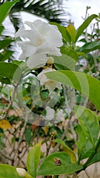 Beautiful white flowers planted in front of the house