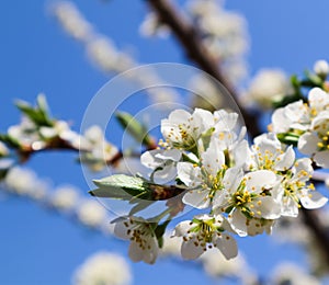 Beautiful white flowers of plum in spring against blue sky