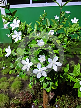 beautiful white flowers