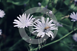 Beautiful white flowers purple with wasp inside close up flower blooming wild flower