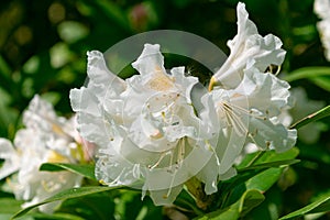 Beautiful white flowers of Rhododendron aureum