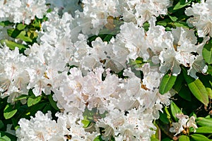 Beautiful white flowers of Rhododendron aureum