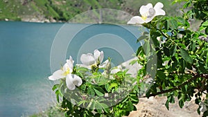 Beautiful white flowers of rosehip bushes waving in the wind on the background of a beautiful mountain lake