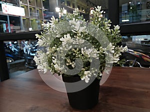 Beautiful white flowers are seen providing relaxation