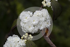 Beautiful white flowers with small pastel yellow flowers and blurred green nature at background