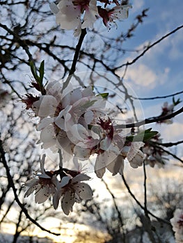 Cherry tree enchanting flowers photo