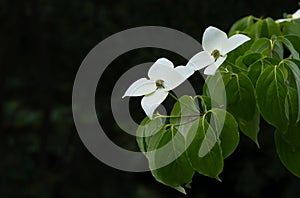 Beautiful white flowers in the temple photo