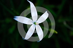 Beautiful white flowers to take pictures