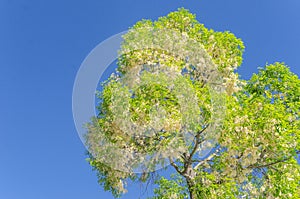 Beautiful white flowers on the tree with clear blue sky background.