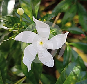 beautiful white flowersbeautiful white flowers