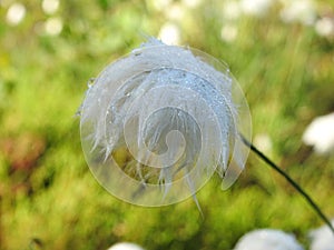 Beautiful white fluff in meadow , Lithuania