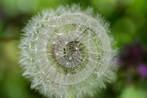 Beautiful white fluffy ball of dandelion, green grass background, nature outdoors, meadow with wild flowers close-up