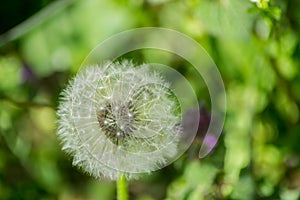 Beautiful white fluffy ball of dandelion, green grass background, nature outdoors, meadow with wild flowers close-up