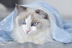 Krásny biely našuchorený mačka modrý oči úkryt šatka 