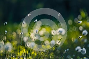 Beautiful white, fluffy cottongrass heads in warm sunlight. Wildflowers in the forest.