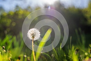 Beautiful white fluffy dandelion flower on a green meadow. summer spring background