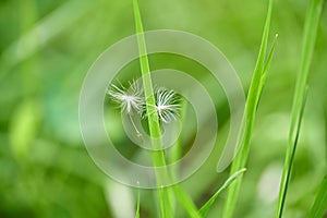 Beautiful, white, fluffy dandelion seeds flying in wind fell into green grass of earth. Wind dispersal of seeds.