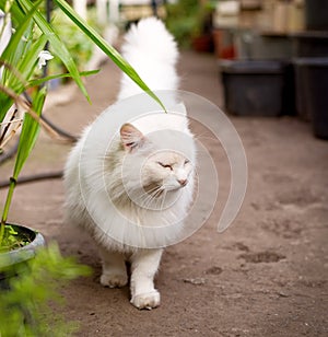 Beautiful white fluffy Turkish angora cat lives in a greenhouse