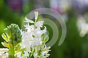 Beautiful white fragrant spring blossoming hyacinth with colourful green background