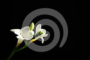 Beautiful white freesia flowers on black background. Space for text