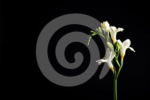 Beautiful white freesia flowers on black background. Space for text