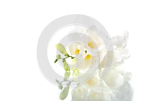 Beautiful white freesia, isolated on white background