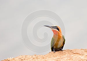 Beautiful white fronted bee eater resting on the edge of the riverbank with an empty background, south luangwa zambia