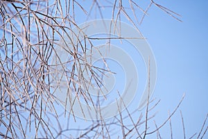 Beautiful white frosted tree branches against a bright blue sky. Copy space.