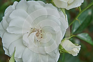 A beautiful white garden rose, a flower close up.