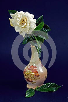 Close up image of a White Gardenia flower isolated on dark blue in a Vase