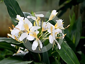 Beautiful white garland-lily or white ginger lily flowers, selective focus