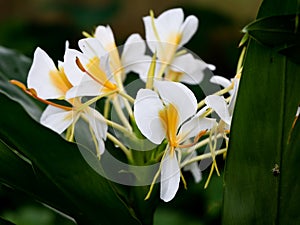 Beautiful white garland-lily or white ginger lily flowers, selective focus