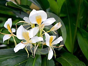 Beautiful white garland-lily or white ginger lily flowers, selective focus