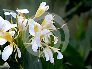 Beautiful white garland-lily or white ginger lily flowers, selective focus