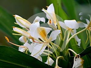 Beautiful white garland-lily or white ginger lily flowers, selective focus