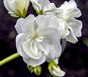White geranium with water drops