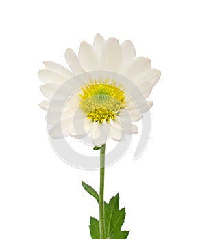 Beautiful white gerbera