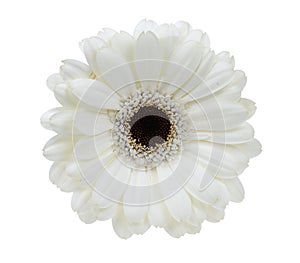 Beautiful white gerbera