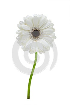 Beautiful white gerbera