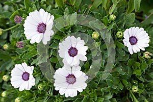 Beautiful white gerbera flower on nature green background