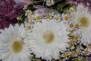 Beautiful white gerberas and chamomiles in one bouquet