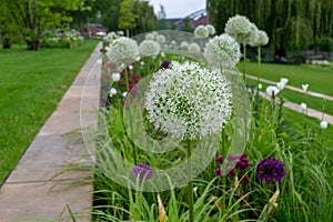 Beautiful white Giant onion, Allium giganteum with a green background photo