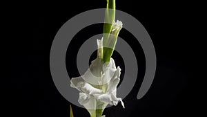 Beautiful white gladiole