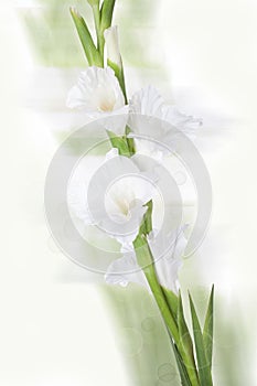 Beautiful white gladiolus flower