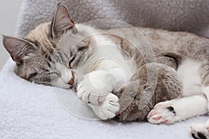 Beautiful white gray cat sleeps with her mouse friend photo