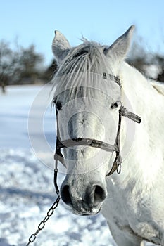 Beautiful white-gray horse in the winter the farm. New Year`s landscape with a noble animal. Christmas theme