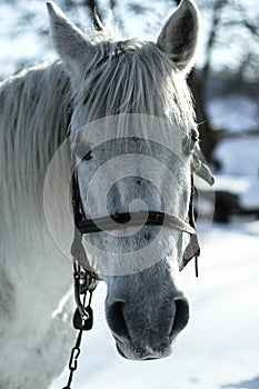 Beautiful white-gray horse in the winter at the farm. New Year`s landscape with a noble animal. Christmas theme